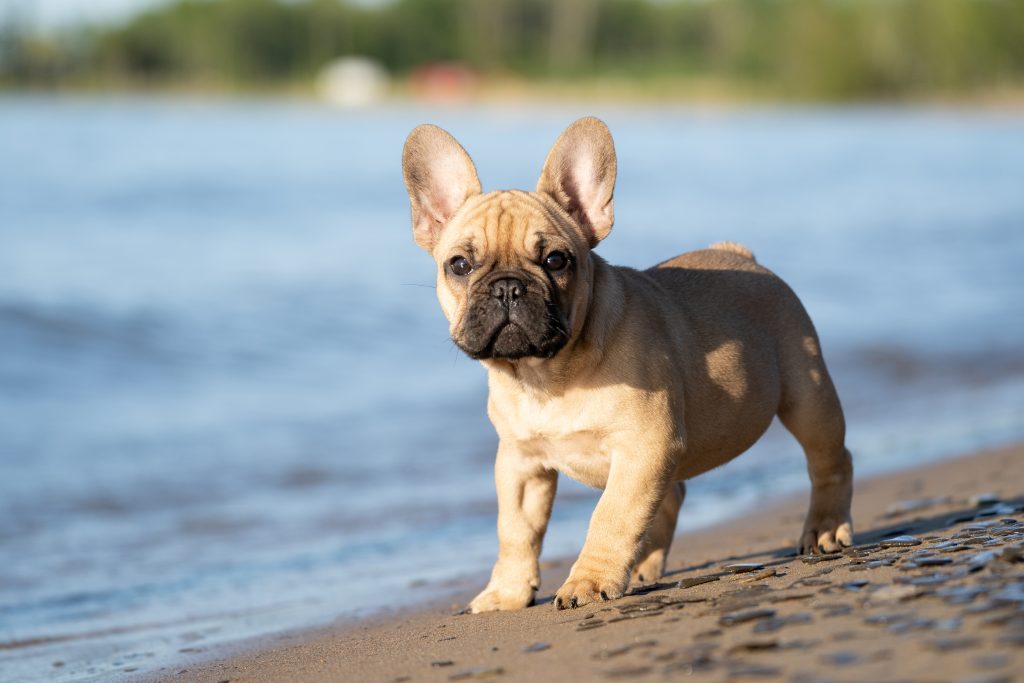 French Bulldog Puppy Health Problems (How To Prevent Them) Training and Socialization for French Bulldog Puppies