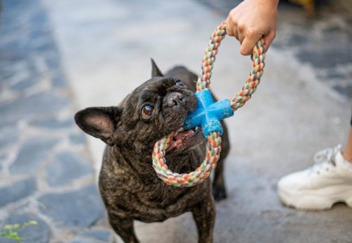 Accessories & Gear - Top Frenchie