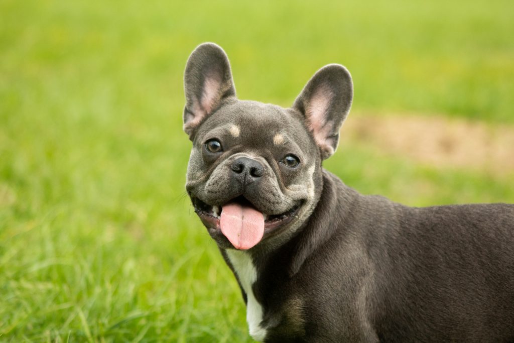 French Bulldog Health & Care Guides - Top Frenchie