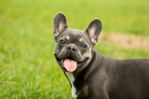 French Bulldog Health & Care Guides - Top Frenchie