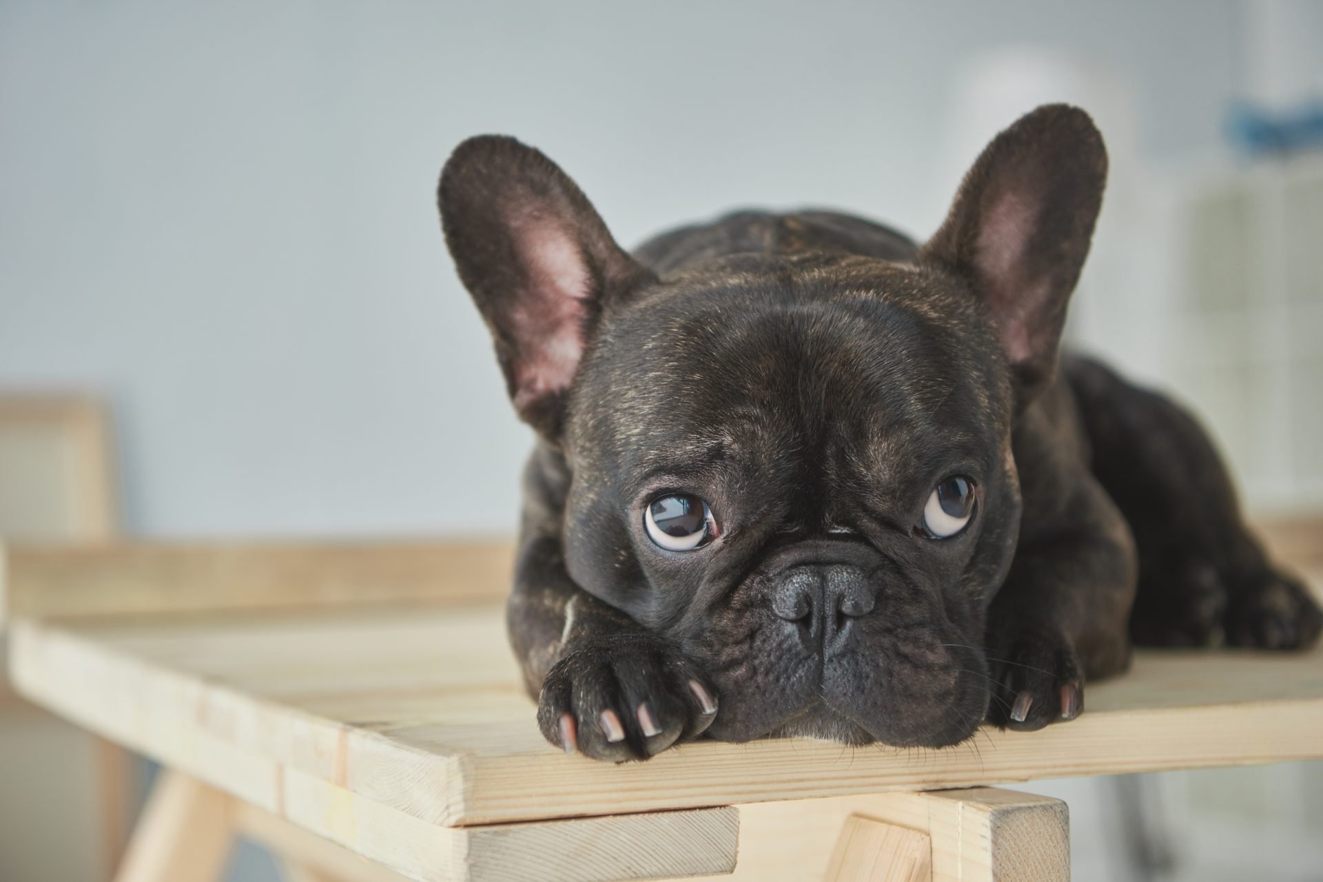 French Bulldog Behaviour Problems