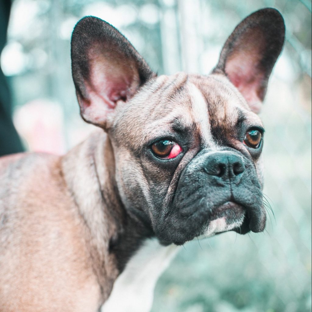 French Bulldog with Cherry Eye