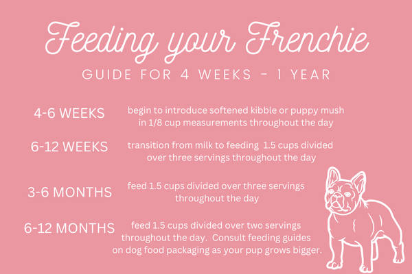 Feeding Your French Bulldog Puppy (Ultimate Guide & Tips) Feeding Your French Bulldog Puppy - Time Line - Top Frenchie