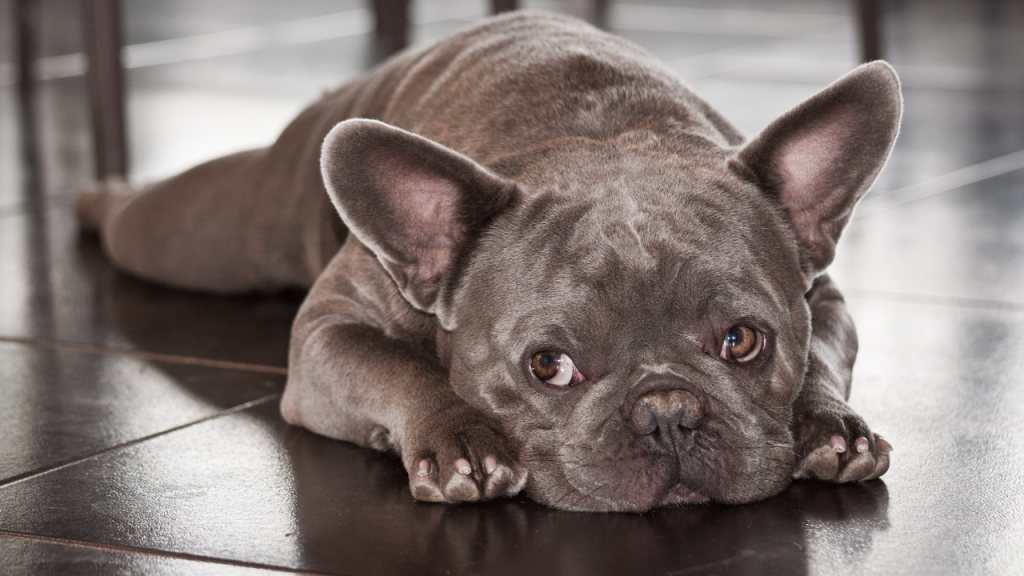 French Bulldog Allergy - Topfrenchie