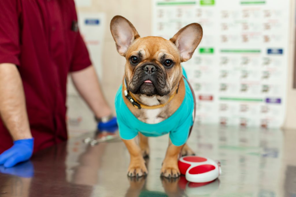 French Bulldog Allergies: Causes, Symptoms & Treatments French Bulldog Allergies - Treatments