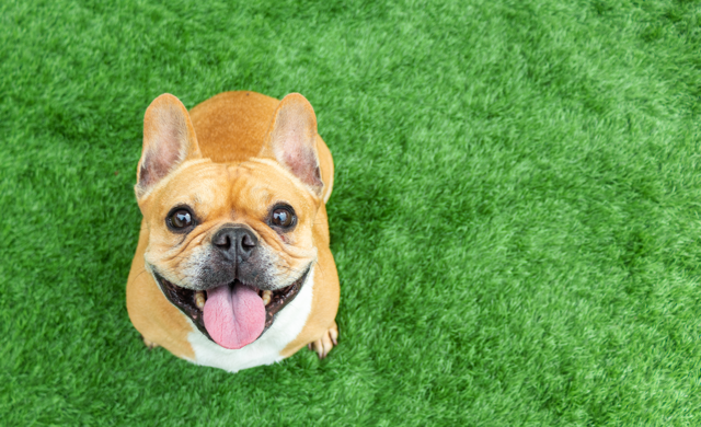 Vet Treatments For French Bulldogs (Advice From A Vet) Top Frenchie 1472405909