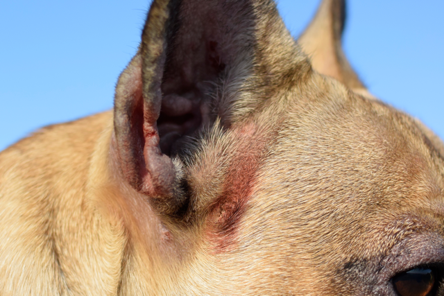 French Bulldog Skin Allergies: Causes, Symptoms & Treatments Irritated Skin - Symptom of French Bulldog Skin Allergy
