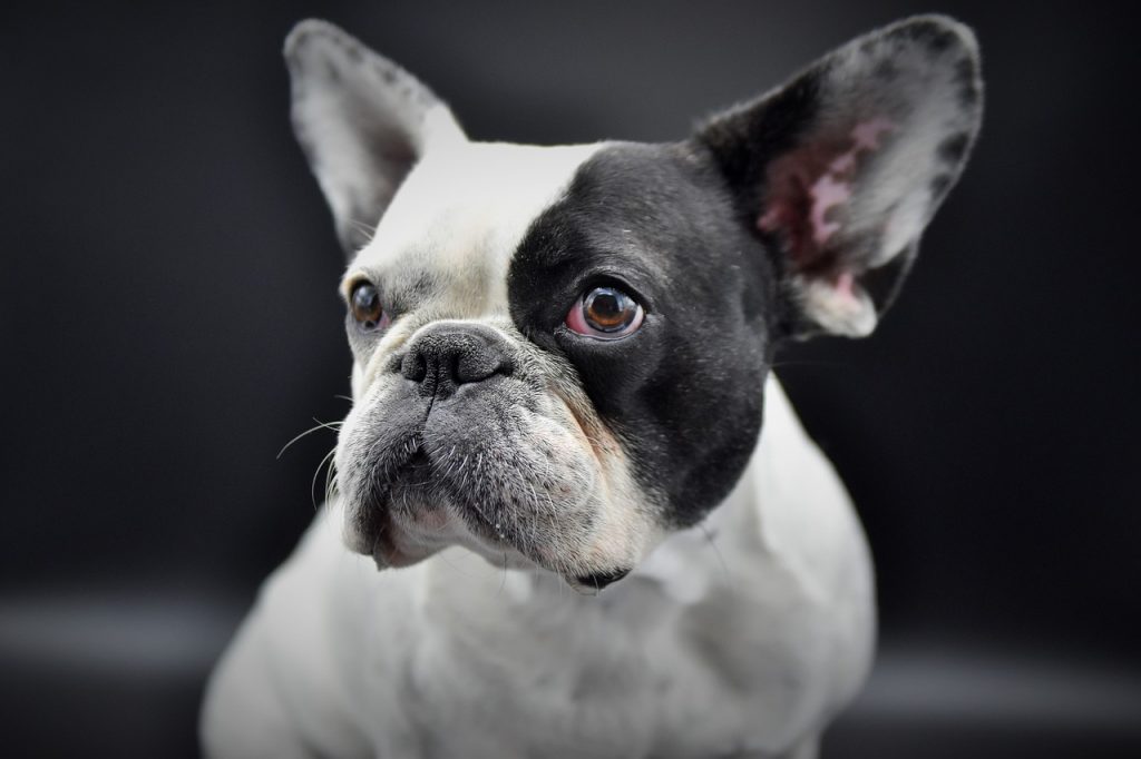 How To Treat & Manage Common French Bulldog Allergies french bulldog allergy