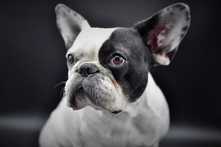 french bulldog allergy symptoms