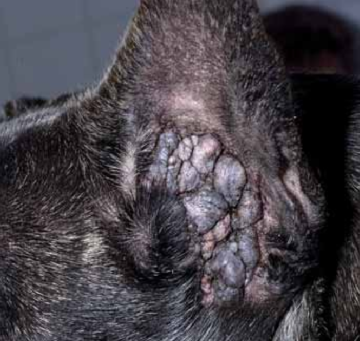 French Bulldog Skin Allergies: Causes, Symptoms & Treatments Otitis externa in French Bulldogs