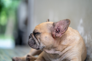 French Bulldog Skin Allergies