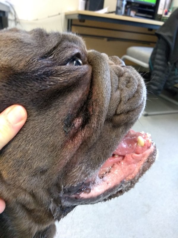 French Bulldog Skin Allergies: Causes, Symptoms & Treatments Skin fold dermatitis in French Bulldogs