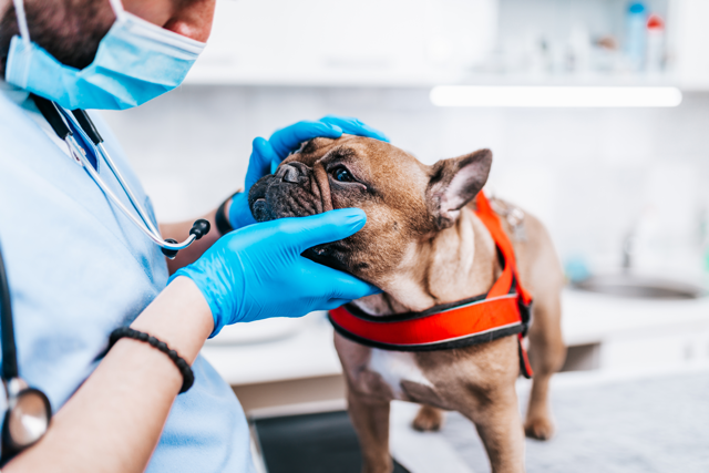 Vet Treatments For French Bulldogs (Advice From A Vet) Vet Treatments for French Bulldogs