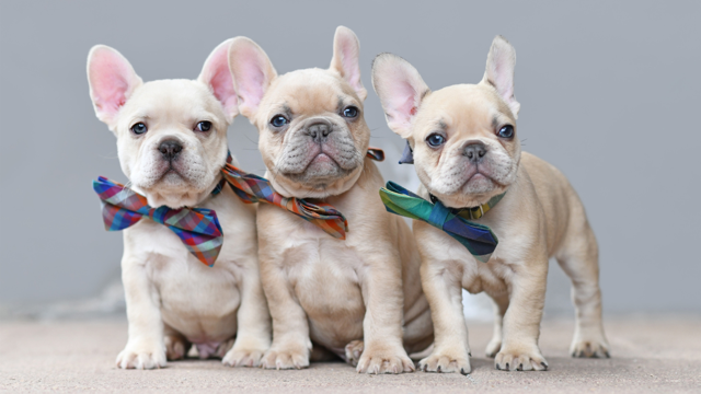 French Bulldog Grooming 101: Tips & Tricks (For Beginners) Cute Well Groomed French Bulldogs