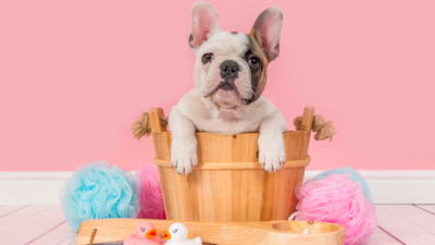 French Bulldog Grooming Tips & Guides - Top Frenchie