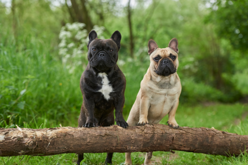 The Ultimate French Bulldog Guide: Everything You Need to Know Black Frenchie & Fawn Frenchie