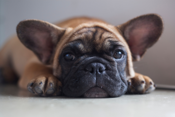 The Ultimate French Bulldog Guide: Everything You Need to Know Frenchie Pug (French Bulldog & Pug Mix)