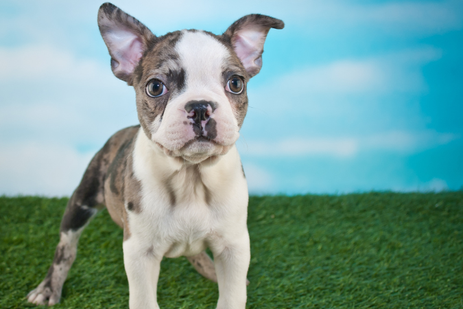 The Ultimate French Bulldog Guide: Everything You Need to Know Frenchton (Boston Terrier & Frenchie)