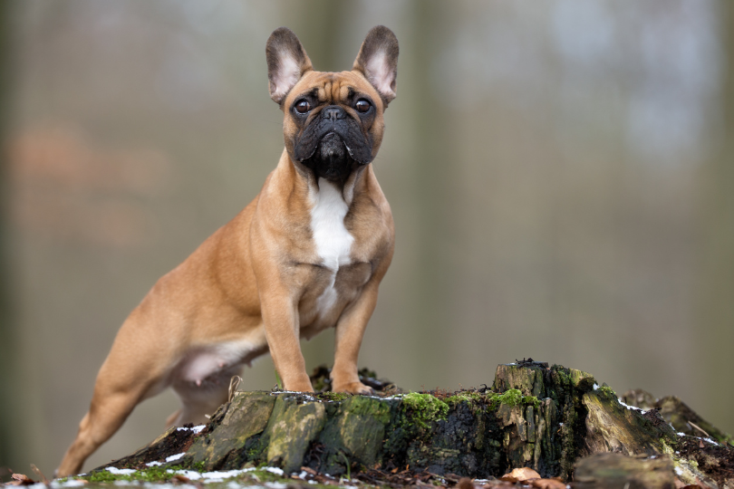 The Ultimate French Bulldog Guide: Everything You Need to Know How big are french bulldogs?