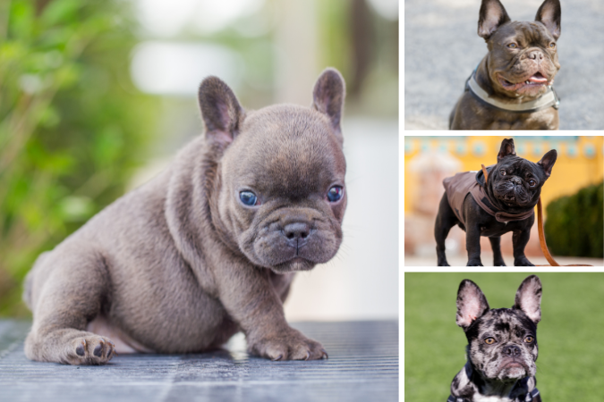 The Ultimate French Bulldog Guide: Everything You Need to Know Rare French Bulldog Colors