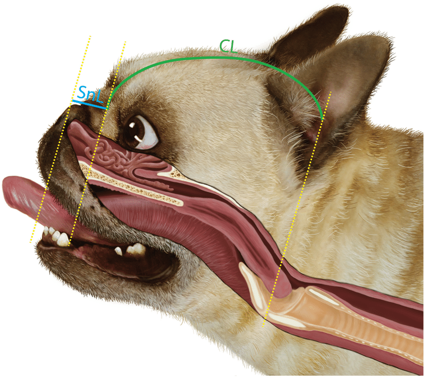 French Bulldog Breathing Problems: Causes & Solutions (Vet Advice) An illustration demonstrates the relationship between the external craniofacial ratio