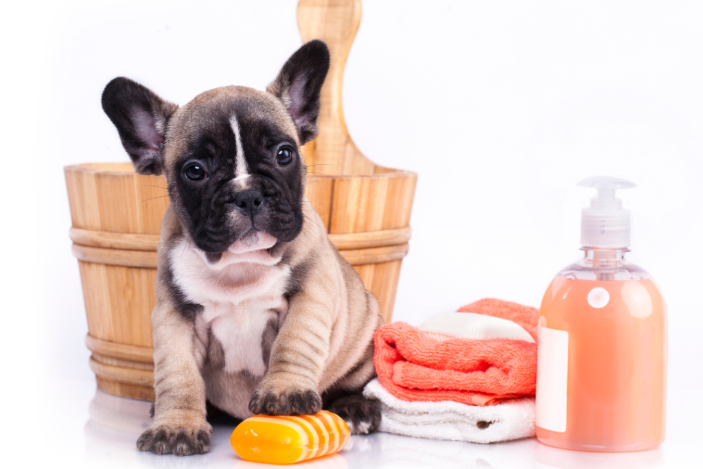 How to Bathe Your French Bulldog: A Step-by-Step Guide Bathe Your French Bulldog Top Frenchie 1