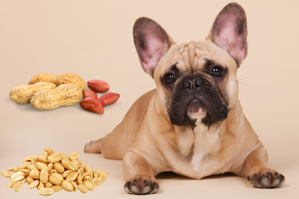 Potential Allergies and Sensitivities in French Bulldogs