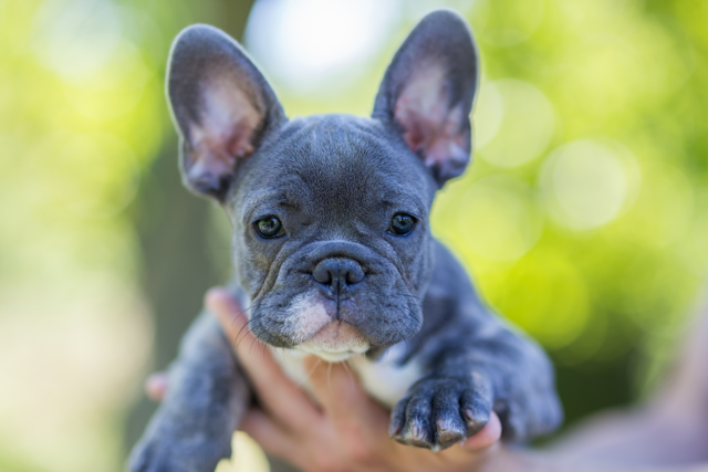 Blue French Bulldog - Top Frenchie