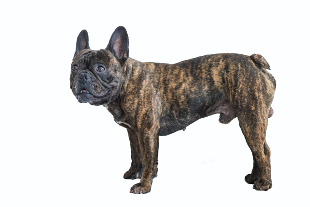 Common & Rare French Bulldog Colors (Price + Photo Guide) Brindle French Bulldog - Top Frenchie