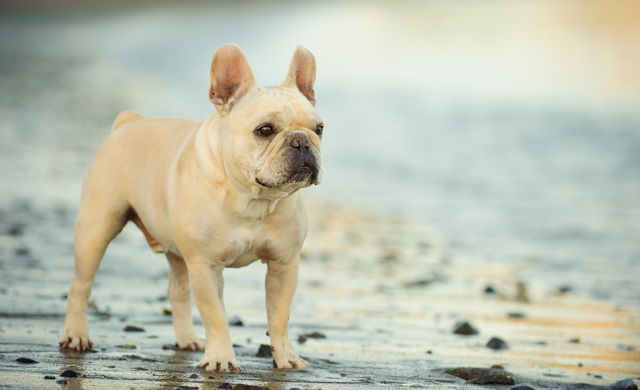 Common & Rare French Bulldog Colors (Price + Photo Guide) Cream French Bulldog - Top Frenchie