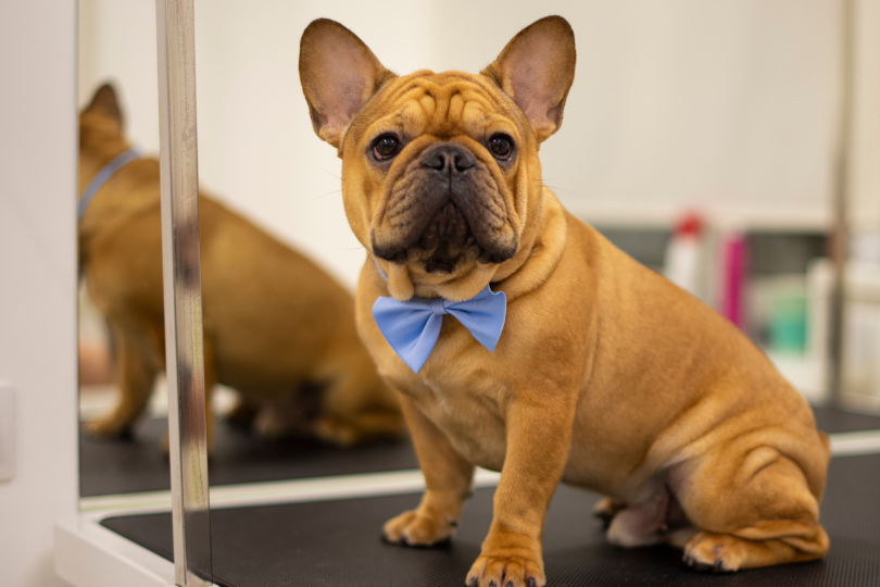Do French Bulldogs Shed? Expert Tips to Manage Their Shedding! Daopper Frenchie French Bulldog Coat Care Top Frenchie