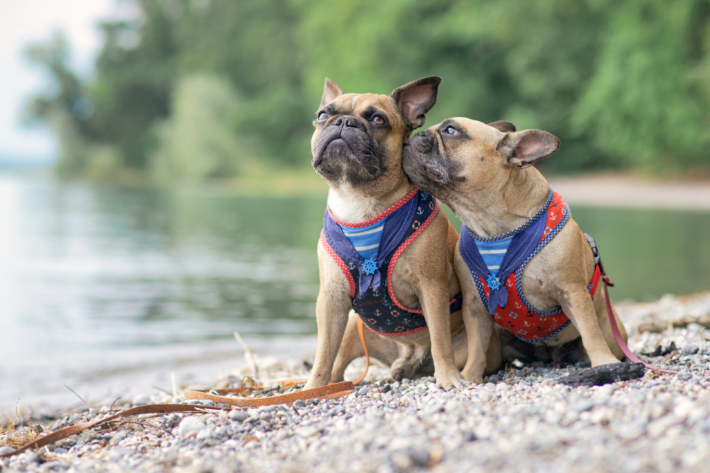 French Bulldog Harnesses