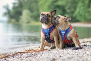 French Bulldog Harnesses