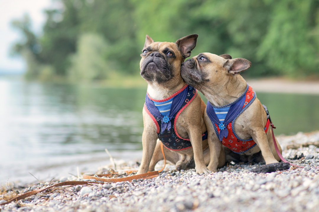 French Bulldog Harnesses