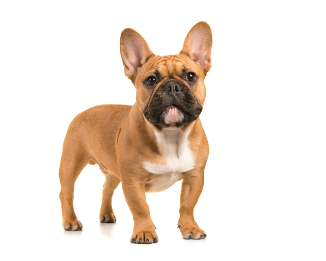 Common & Rare French Bulldog Colors (Price + Photo Guide) Fawn French Bulldog - Top Frenchie