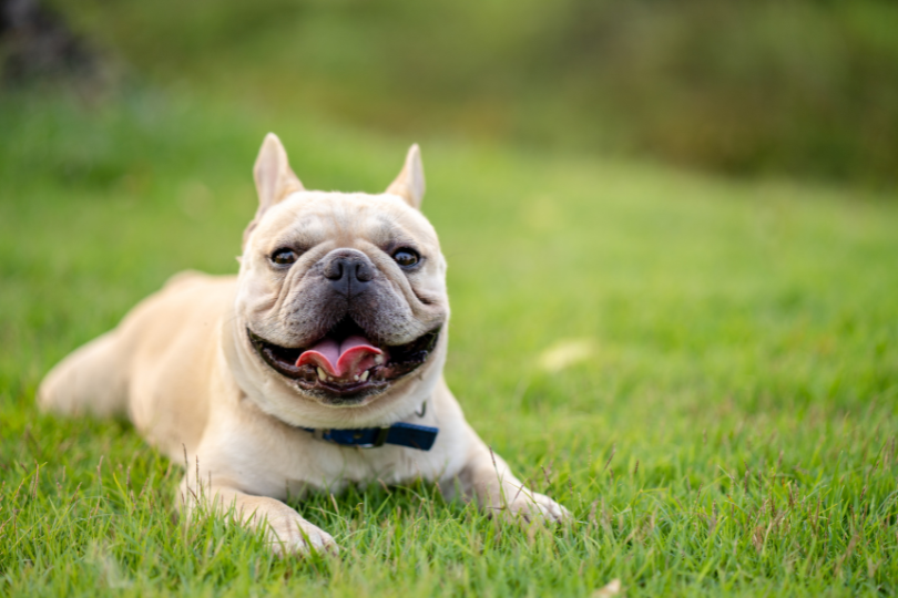 French Bulldog Exercise: How Much Does Your Frenchie Need? French Bulldog Breathing Problems Top Frenchie 2