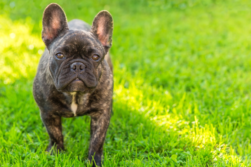 French Bulldog Coat Care: Brushing and Shedding Tips Brindle with Double Layer Working Dog Coat - French Bulldog Coat Care