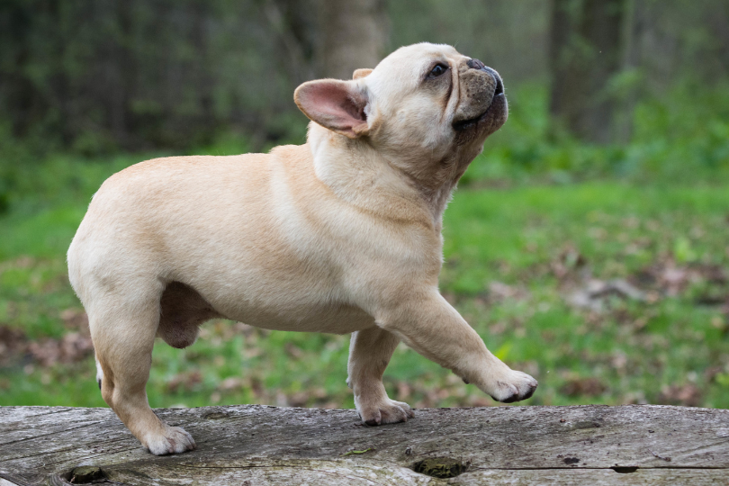 French Bulldog Coat Care - Top Frenchie
