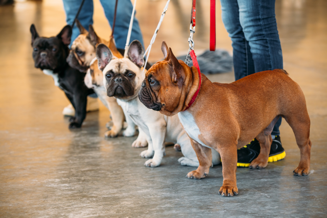 French Bulldog Exercise: How Much Does Your Frenchie Need? Daily walk with a Frenchie
