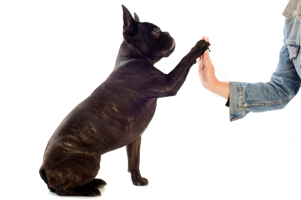 French Bulldog Paw Care: How to Keep Those Paws Healthy! French Bulldog Paw and Nail Care Top Frenchie
