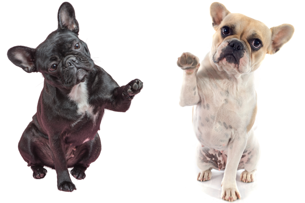 French Bulldog Skin Care: Keep Your Frenchie's Skin Healthy French Bulldog Paws