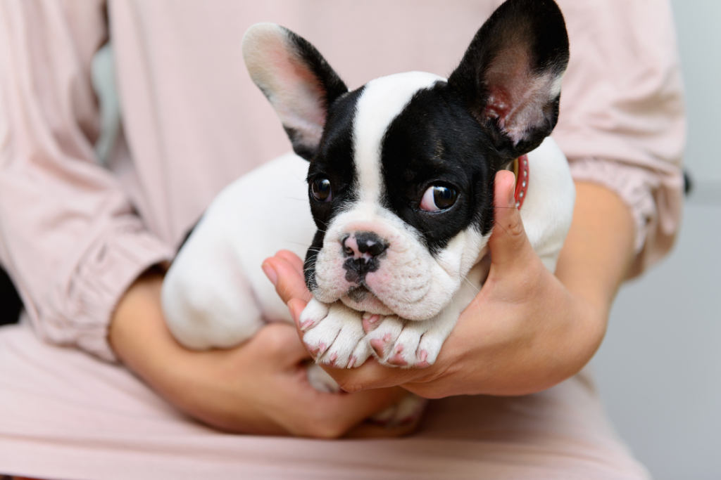 French Bulldog Skin Care Tips