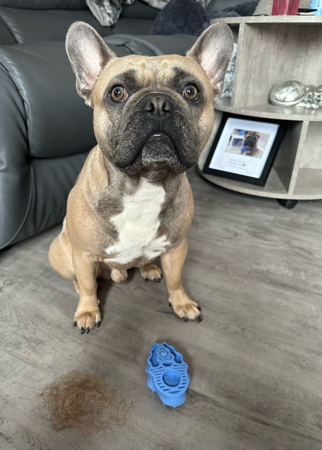 Do French Bulldogs Shed? Expert Tips to Manage Their Shedding! Kong Zoom Groom Review - Top Frenchie