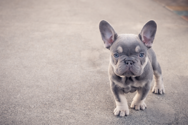 Common & Rare French Bulldog Colors (Price + Photo Guide) Lilac French Bulldog - Top Frenchie