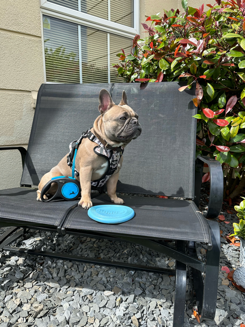 Top French Bulldog Toys To Keep Your Frenchie Entertained! Louis V and his Kong Flyer Toy - Top Frenchie