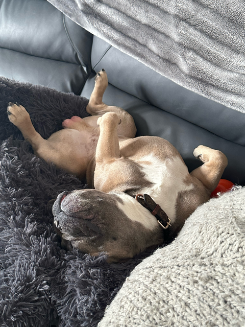 Top French Bulldog Toys To Keep Your Frenchie Entertained! Louis V having a nap Kong Flyer Toy - Top Frenchie