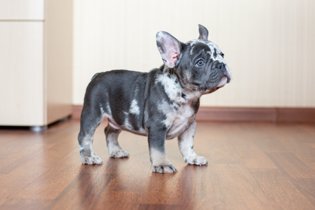 Common & Rare French Bulldog Colors (Price + Photo Guide) Merle French Bulldog - Top Frenchie