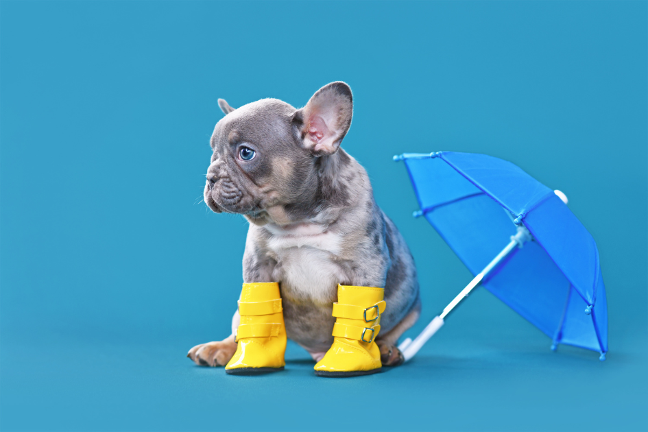 French Bulldog Paw Care: How to Keep Those Paws Healthy! Protecting French Bulldogs Paws Top Frenchie