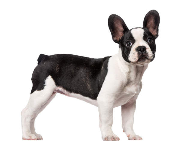 Common & Rare French Bulldog Colors (Price + Photo Guide) White and black French Bulldog - Top Frenchie