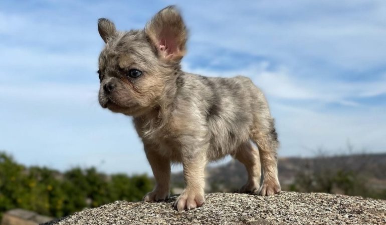 French Bulldog Coat Care: Brushing and Shedding Tips Fluffy Frenchie Coat - French Bulldog Coat Care